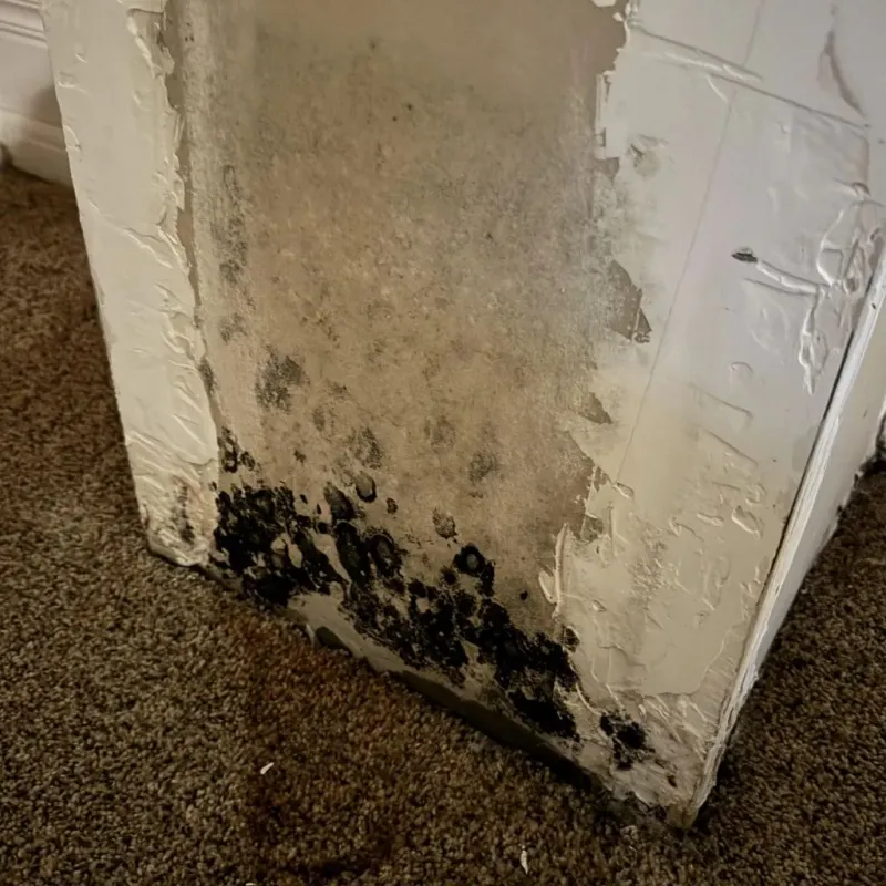 Professional Mold Removal in Irvine, KY